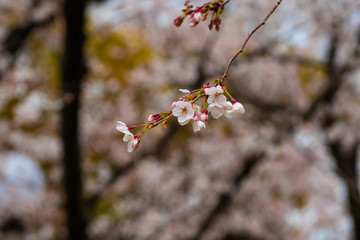 Cherry blossom in spring for background or copy space for text
