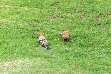 Two Hoopoe bird sitting on green grass close-up
