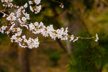Cherry blossom in spring for background or copy space for text