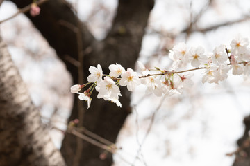 Cherry blossom in spring for background or copy space for text
