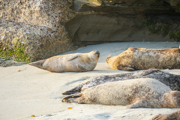 Sea lions & seals napping on a cove under the sun at La Jolla, San Diego, California. The beach is closed from December 15 to May 15 because it has become a favorite breeding ground for seals.