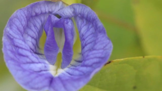 Blue throat, vulva. Erotic flower macro