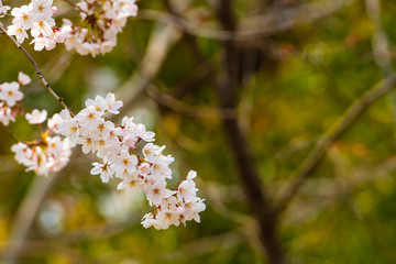 Obraz premium Cherry blossom in spring for background or copy space for text