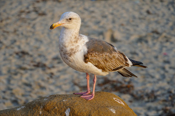 Seagulls on a rock at beach before sunset time.  California, San Diego, La Jolla.