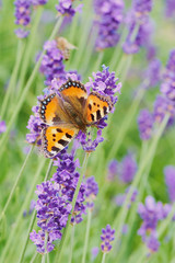 small tortoiseshell, aglais urticae, butterfly on lavender flower