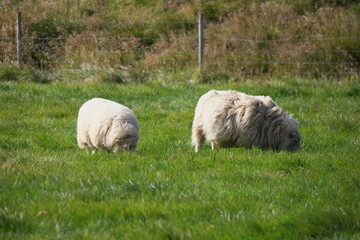 Fototapeta premium sheep in field in Iceland