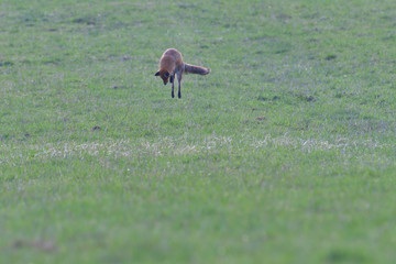 Naklejka na ściany i meble red fox looking and hunting on a meadow for fieldmouse