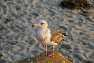 Seagulls on a rock at beach before sunset time.  California, San Diego, La Jolla.