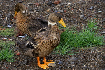 duck on grass in Iceland