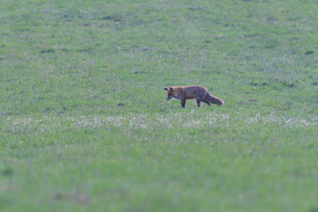 red fox looking and hunting on a meadow for fieldmouse