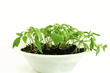 tomato plant growing for sowing or plantation in garden or farm