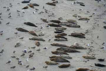 Sea lions & seals napping on a cove under the sun at La Jolla, San Diego, CA, USA.The beach is closed, because it has become a favorite breeding ground for seals. 