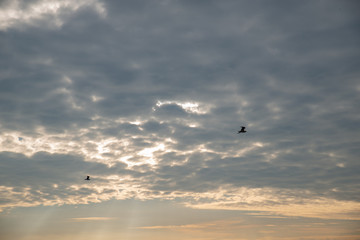 Obraz premium sky with clouds texture on sunrise