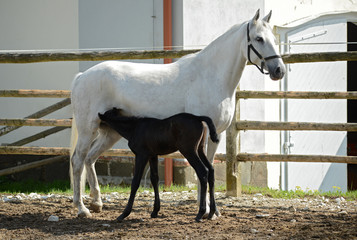 LIPIZZANER FOHLEN . FOAL