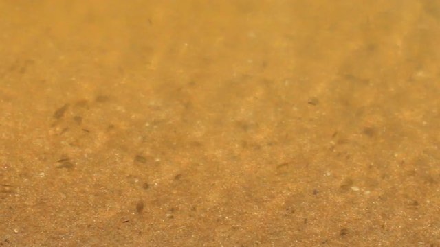 Warm shallow water and marine life, littoral. Myriad crustaceans on sandy coast. Scud (Amphipoda, Gammarus) as element of interstitial fauna. Hydrobiology, maritime biotic community, sand biocenosis