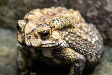 Toad is a common name for certain frogs.