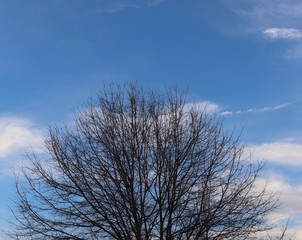 Fototapeta na wymiar Artistic Sky and Branches