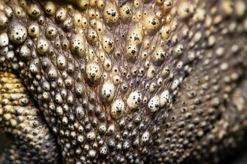 Close Up toad Skin texture selective focus