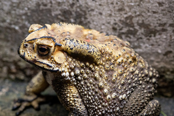 Toad is a common name for certain frogs.