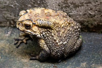 Toad is a common name for certain frogs.