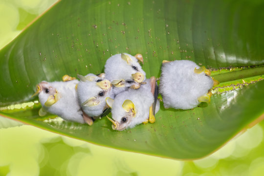 Honduran white bat (Ectophylla alba), also called the Caribbean white tent-making bat, is a species of bat in the family Phyllostomatidae.