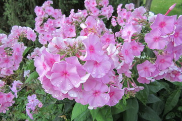 Pink roses background. Retro filter.