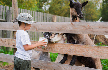 little boy with care feeds the goat. Environmentally friendly product on the farm.