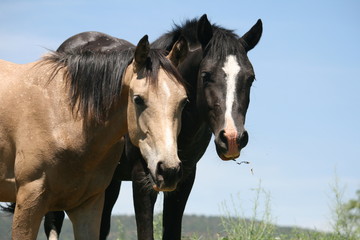 two best friend horses together 