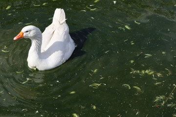 White goose swimming in pond