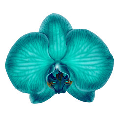 cyan cerulean orchid flower isolated white background with clipping path. Flower bud close-up. Nature.