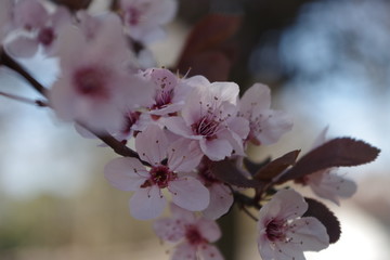 primavera