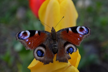 butterfly on a yellow tulip