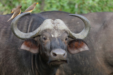 Kaffernbüffel und Gelbschnabel-Madenhacker / Buffalo and Yellow-billed oxpecker / Syncerus caffer...