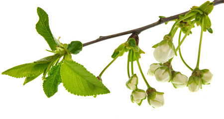 branch with flowers and green leaves isolated on white background