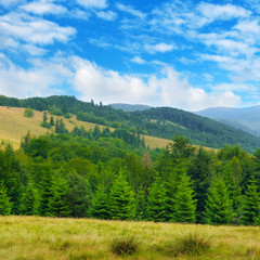 Fototapeta premium Slopes of mountains, coniferous trees and clouds in the sky.