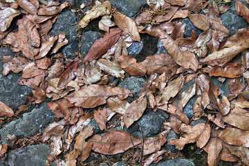 leaf carpet and rocks