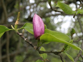 Magnolia grandiflora