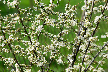 cherry plum blossoms blooming in a spring garden against the background of green grass, background, backdrop