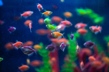 Naklejka na ściany i meble Multicolored small fish in the aquarium. Fish called Ternetia caramel or Black tetra.