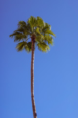 Obraz premium Single palm tree from downtown West Palm Beach on bright blue sunny spring day