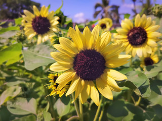 Nature Background of Sunflowers in the Field