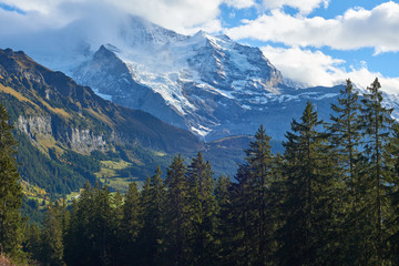 Mountains panorama beyond the trees with Jungfrau peak in the clouds near Swiss alpine village Wengen in Switzerland.