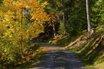 Fototapeta na wymiar Mountain autumn forest and the gravel road near Swiss Alpine village Wengen in Switzerland.