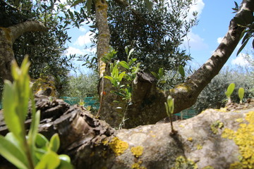 Albero di ulivo