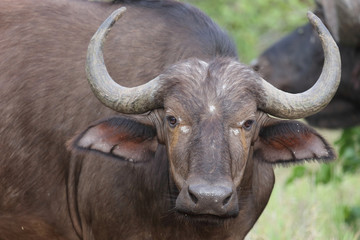 Naklejka premium Kaffernbüffel / Buffalo / Syncerus caffer