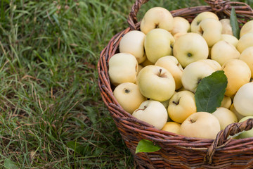 Freshly picked organic apples in big wicker basket on the grass at the garden. Harvest concept.