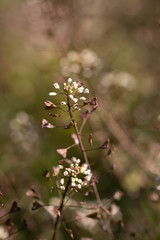 Fototapeta na wymiar White flowers with white and brown bokeh