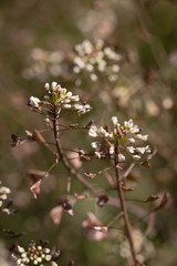 Many tiny white blossoms