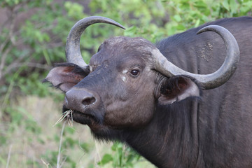 Kaffernbüffel / Buffalo / Syncerus caffer