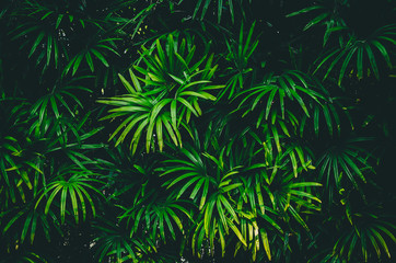 Fresh green leaves vertical copy space background Summer tropical for use in the design banner.